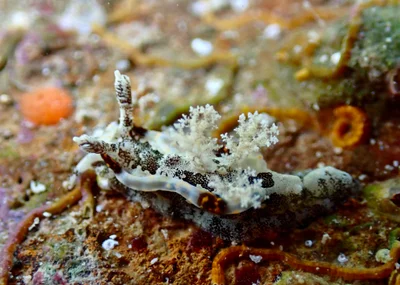 Pelagella joubini - Ouen Toro, NC-SU-NO, NC-SU, NC