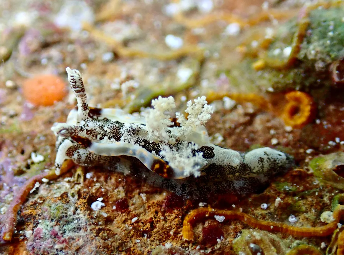 Pelagella joubini - Ouen Toro, NC-SU-NO, NC-SU, NC