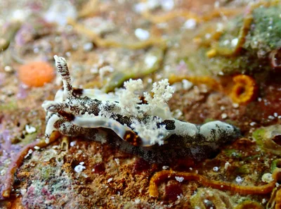 Pelagella joubini - Ouen Toro, NC-SU-NO, NC-SU, NC