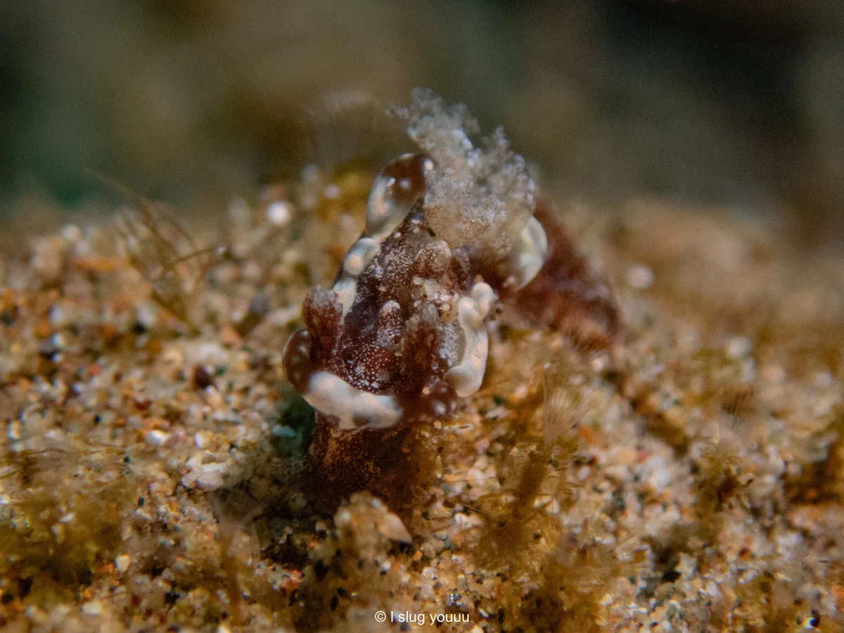 Pelagella joubini - South China Sea, Calabarzon, PH