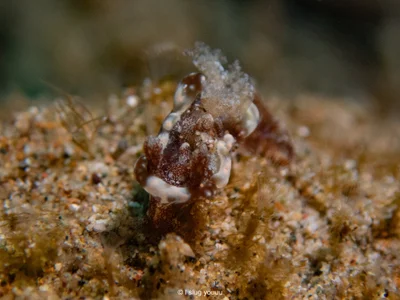 Pelagella joubini - South China Sea, Calabarzon, PH