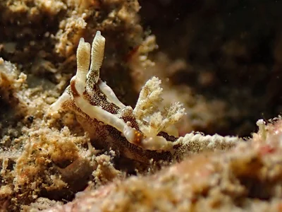 Pelagella joubini - Horseshoe Bay, Bowen, Qld