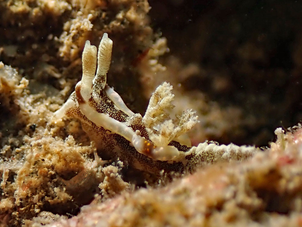 Pelagella joubini - Horseshoe Bay, Bowen, Qld