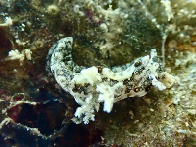 Pelagella joubini - Grande-Terre, Nouméa, Nouvelle-Calédonie, NC