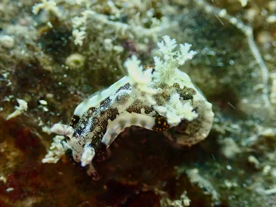 Pelagella joubini - Grande-Terre, Nouméa, Nouvelle-Calédonie, NC
