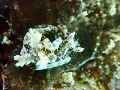 Pelagella joubini - Grande-Terre, Nouméa, Nouvelle-Calédonie, NC