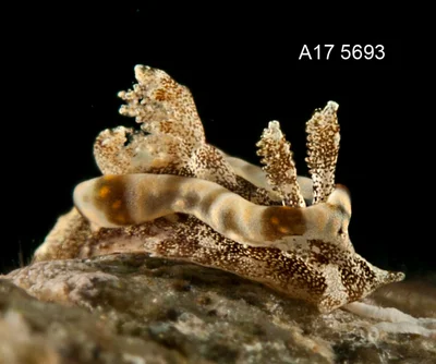 Pelagella joubini - Mabini, Batangas, Philippines