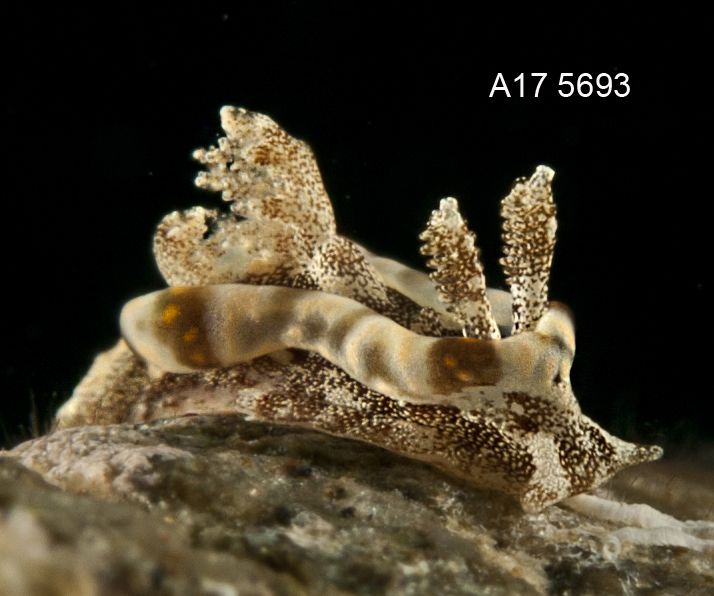 Pelagella joubini - Mabini, Batangas, Philippines