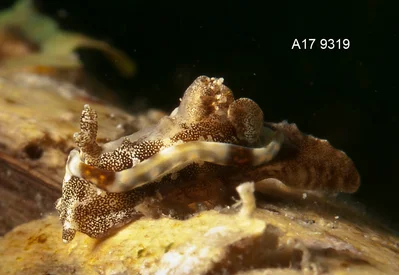 Pelagella joubini - Tingloy, Batangas, Philippines