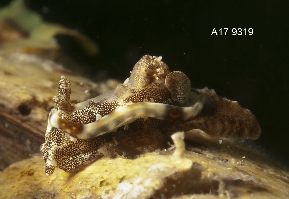 Pelagella joubini - Tingloy, Batangas, Philippines