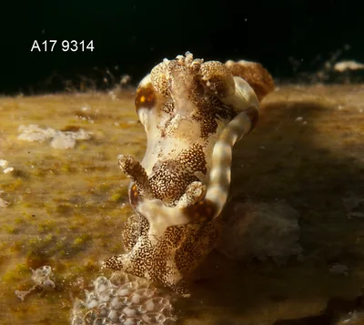 Pelagella joubini - Tingloy, Batangas, Philippines