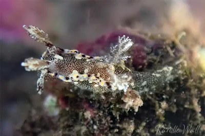 Pelagella joubini - Koieie Fishpond, Kihei Hi