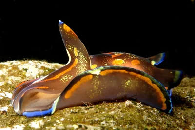 Philinopsis speciosa