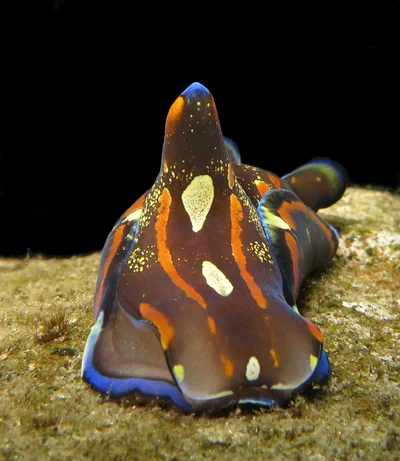 Philinopsis speciosa