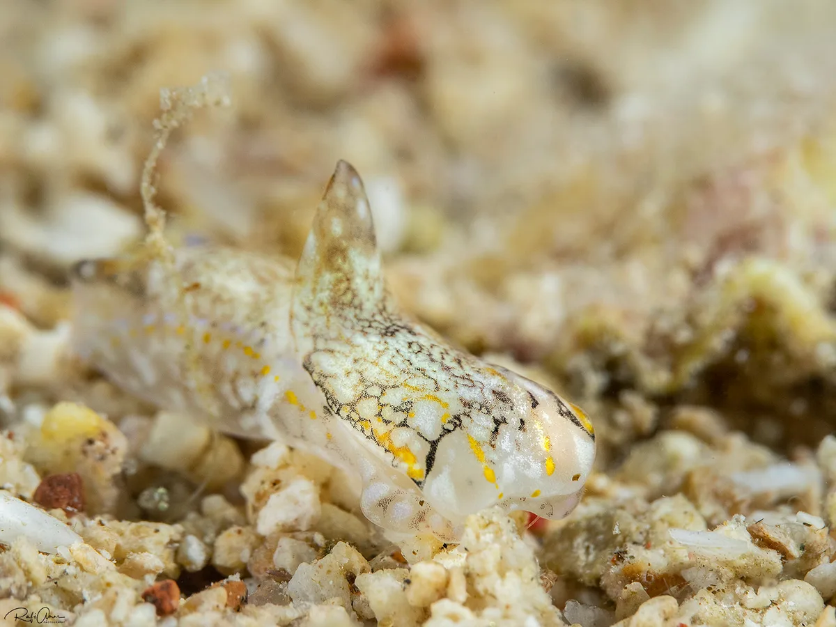 Philinopsis speciosa