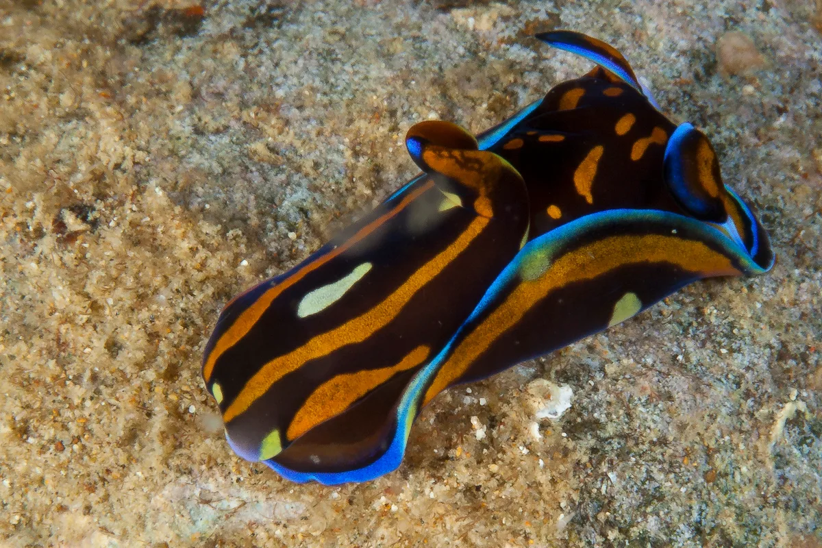 Philinopsis speciosa