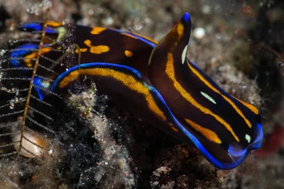 Philinopsis speciosa Headshield slug