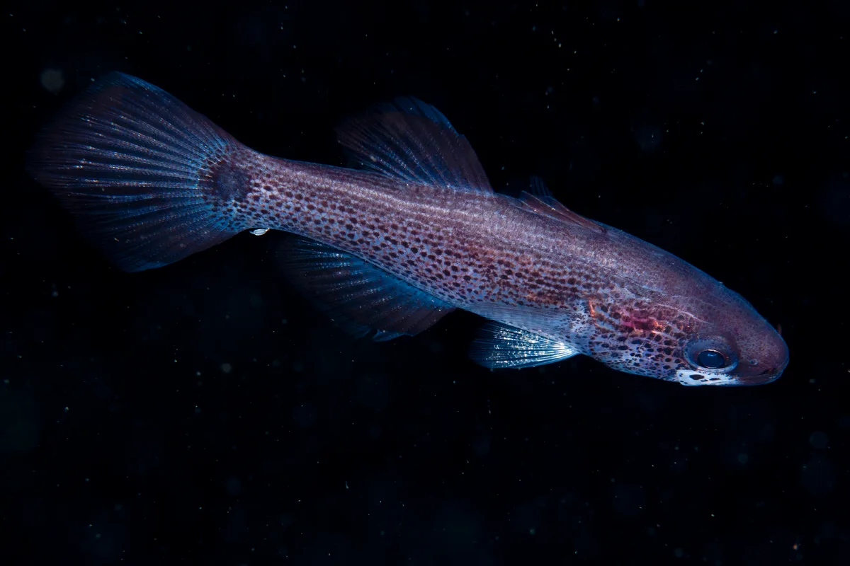 Pseudamia gelatinosa - Wetar Island, Maluku Barat Daya Regency, Maluku, Indonesia