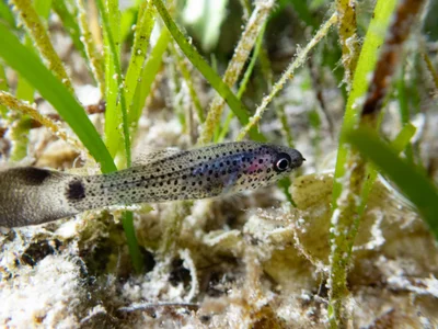 Pseudamia gelatinosa