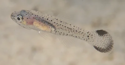 Pseudamia gelatinosa - Gapang Beach, Pulau Weh, Aceh, Sumatra, Indonesia