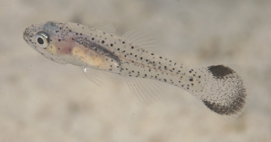 Pseudamia gelatinosa - Gapang Beach, Pulau Weh, Aceh, Sumatra, Indonesia
