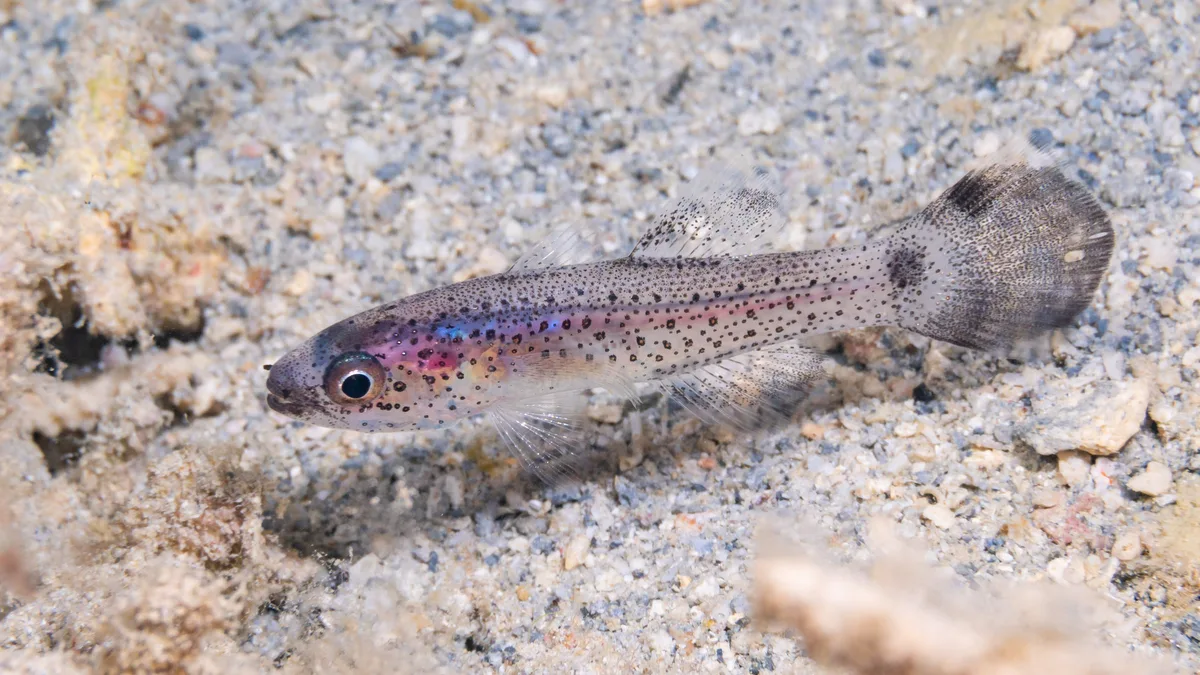 Pseudamia gelatinosa - Nouméa, NC-SU, NC