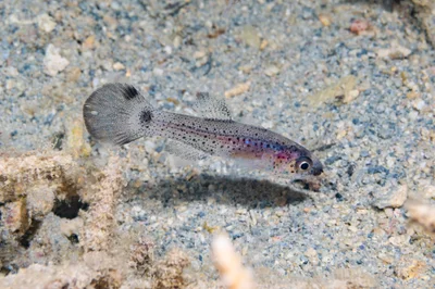 Pseudamia gelatinosa - Nouméa, NC-SU, NC