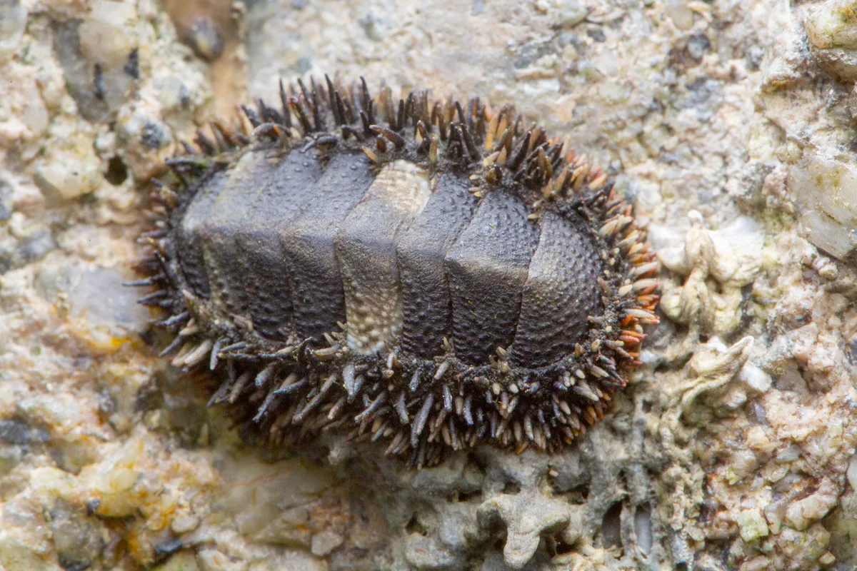 _Z2A8187 Acanthopleura gemmata
