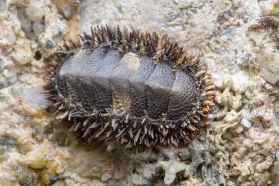 _Z2A8187 Acanthopleura gemmata