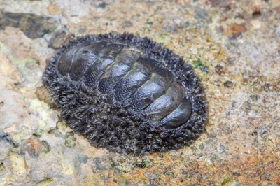 _Z2A8177 chiton