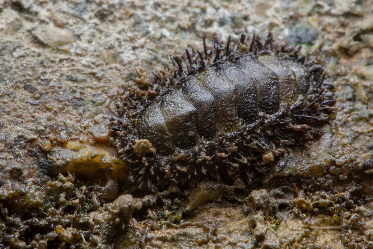 _Z2A7659 Acanthopleura gemmata