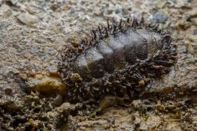 _Z2A7659 Acanthopleura gemmata