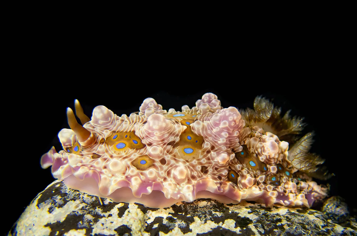 Dendrodoris krusensternii BS