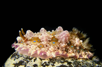 Dendrodoris krusensternii BS