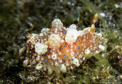 Dendrodoris krusensternii