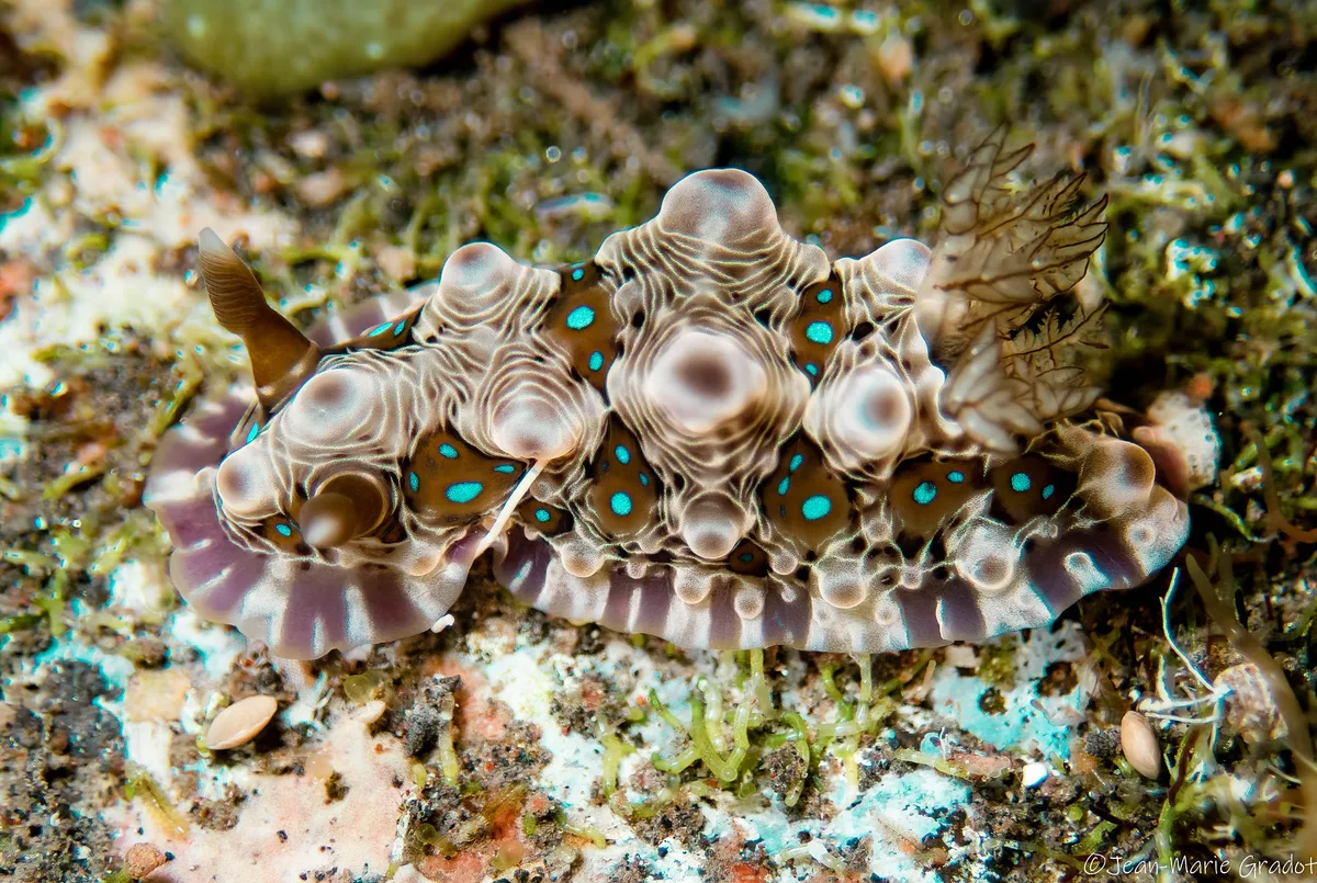 Dendrodoris krusensternii