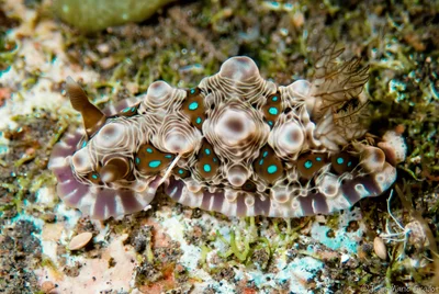 Dendrodoris krusensternii