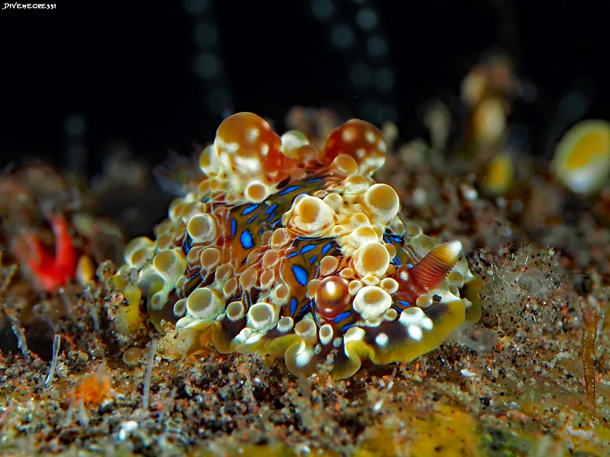 Dendrodoris krusensternii