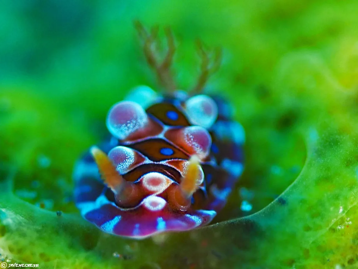 Dendrodoris krusensternii