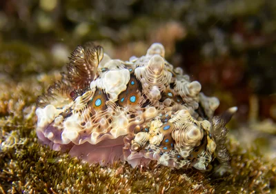 Dendrodoris krusensternii mating