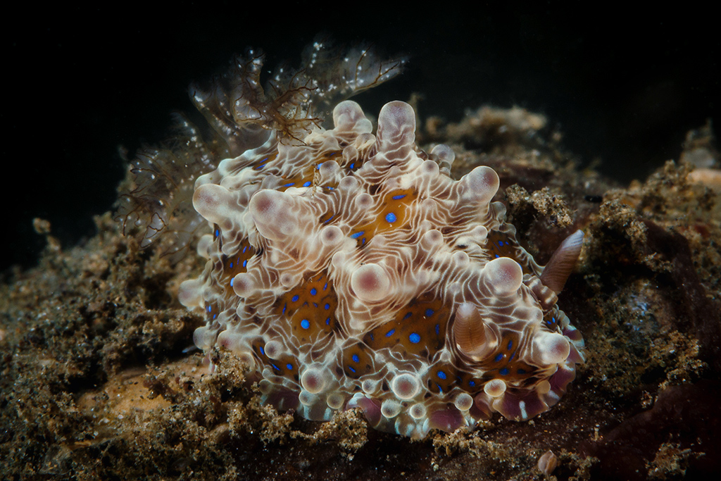 Dendrodoris krusensternii