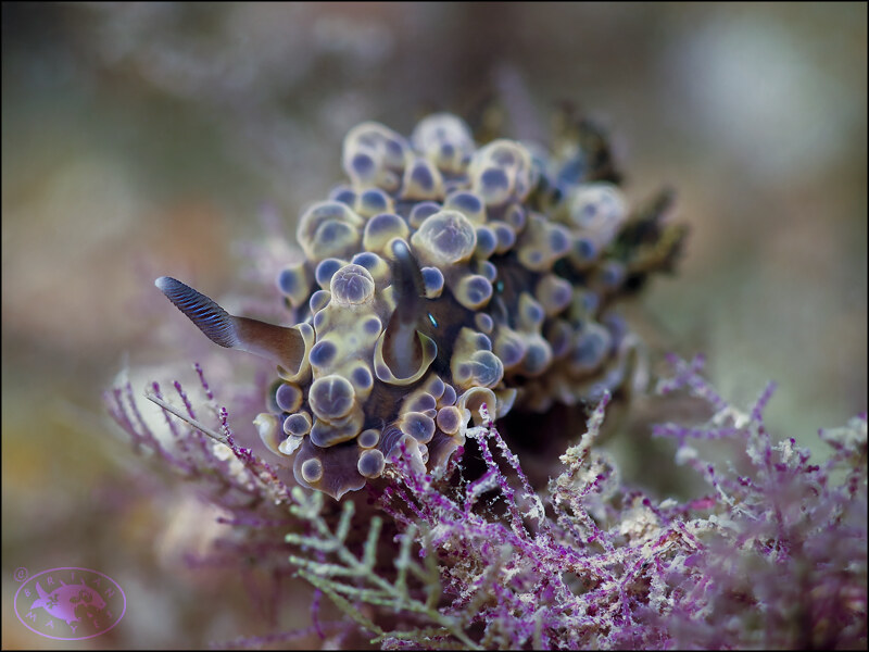 Nudibranch (Dendrodoris krusensternii)