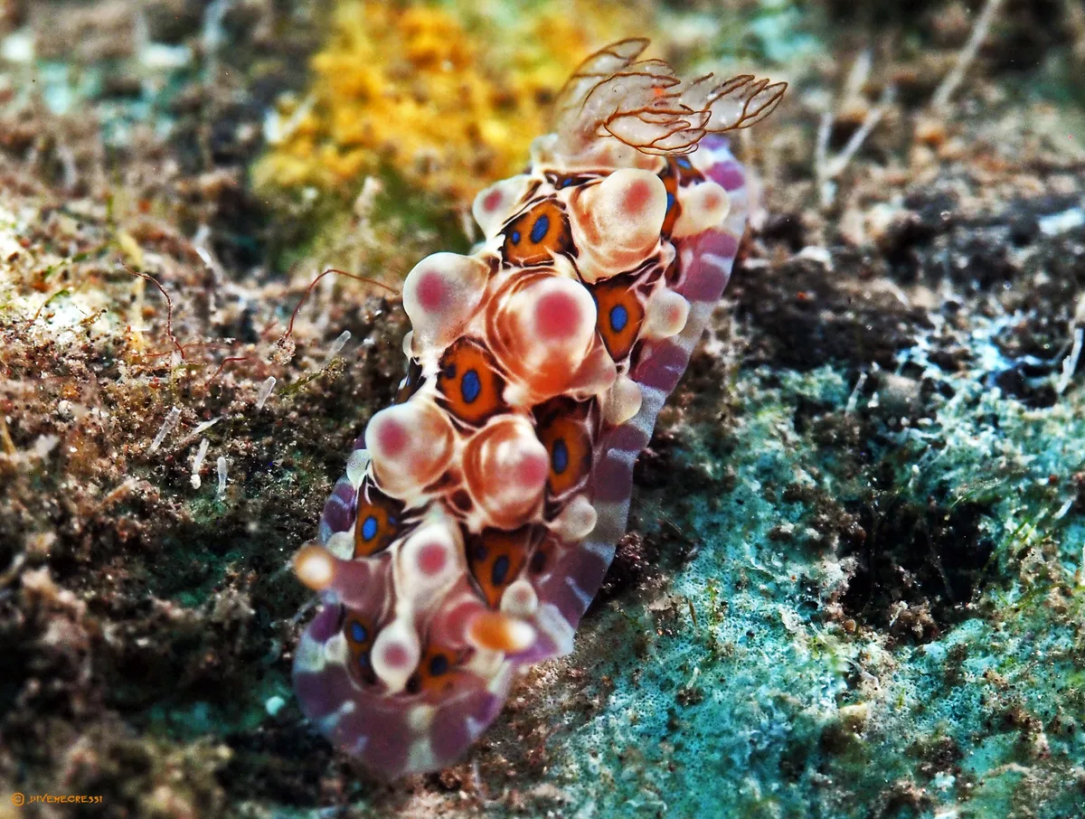 Dendrodoris krusensternii