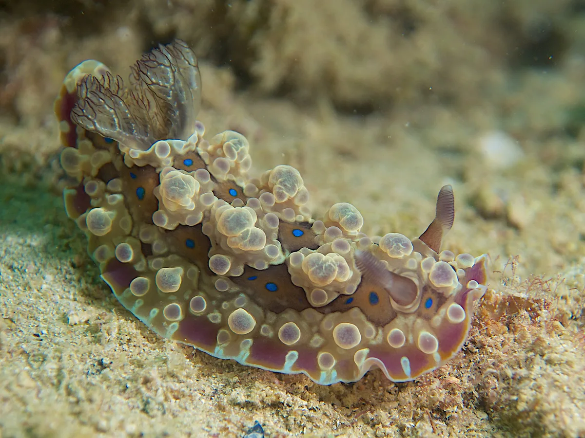 dendrodoris krusensternii