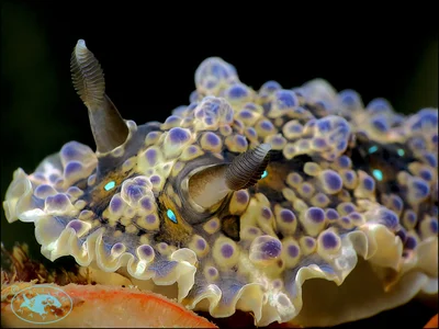Nudibranch (Dendrodoris krusensternii)