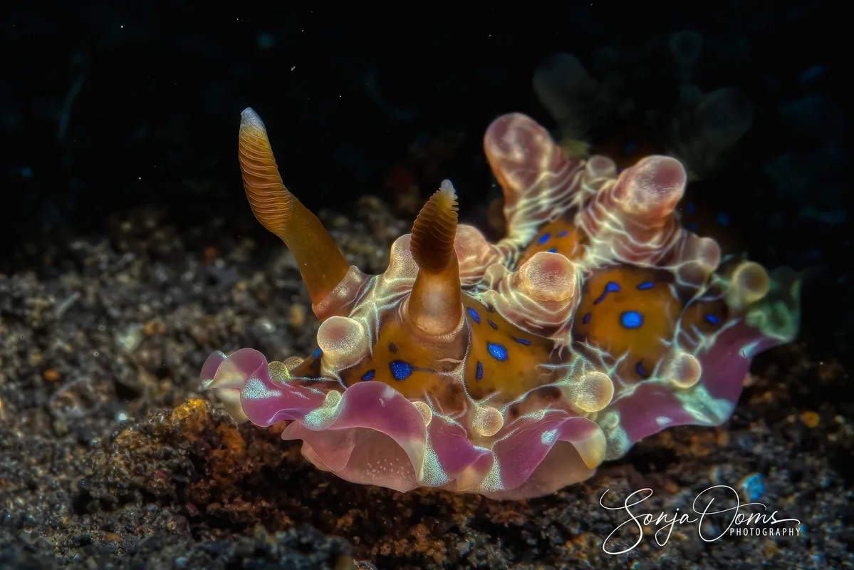 Chocolate crackle nudibranch