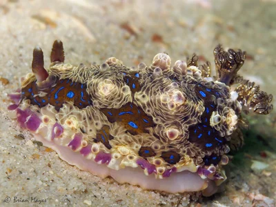 Nudibranch (Dendrodoris krusensternii)