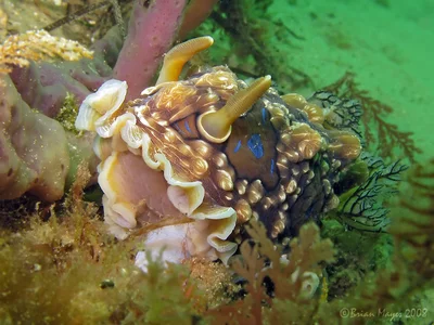 Nudibranch (Dendrodoris krusensternii)