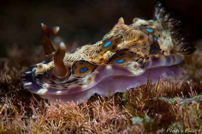 Dendrodoris denisoni / Dendrodoris krusensternii