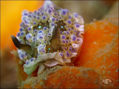 Nudibranch (Dendrodoris krusensternii)
